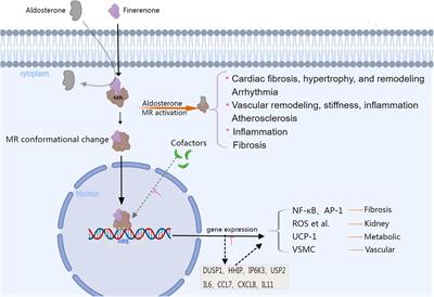 A comprehensive review of finerenone—a third-generation non-steroidal mineralocorticoid receptor antagonist